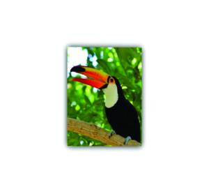Papel Fotográfico FOSCO 58x100cm Papel Fotográfico UV Fosco 260g/m² 58x100 4x0   